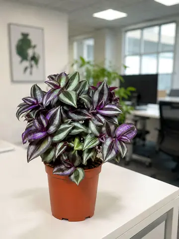 Viva Verda Tradescantia Zebrina Indoor Plant UAE | Inch Plant