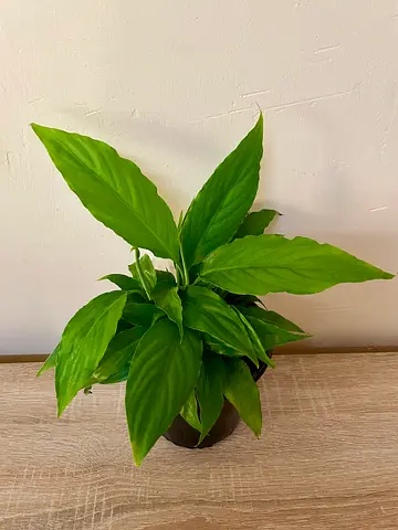 Peace lily (Medium)