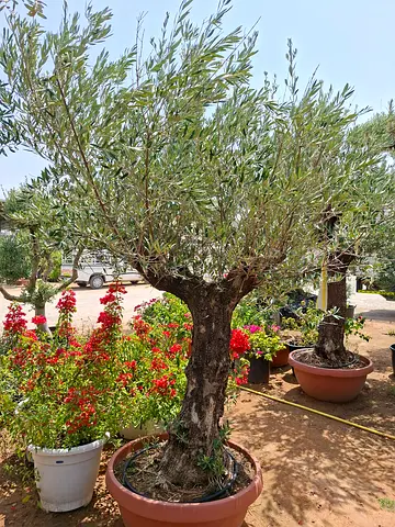 Potted olive trees and assorted garden plants - large bonsai-style trunks