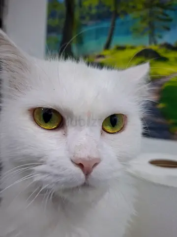 Adorable cat for adoption