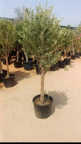 I’m selling plants indoors and outdoor plants available all types with delivery and fixings
