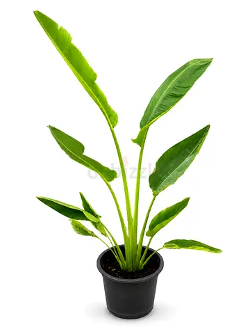 Viva Verda Traveller’s Palm 140–160cm | Outdoor Plant UAE