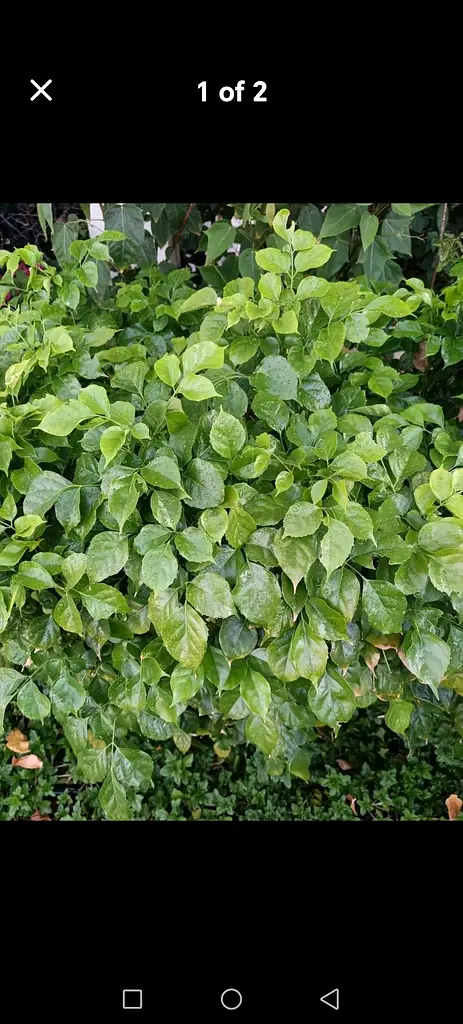 DPV_View_Image_0