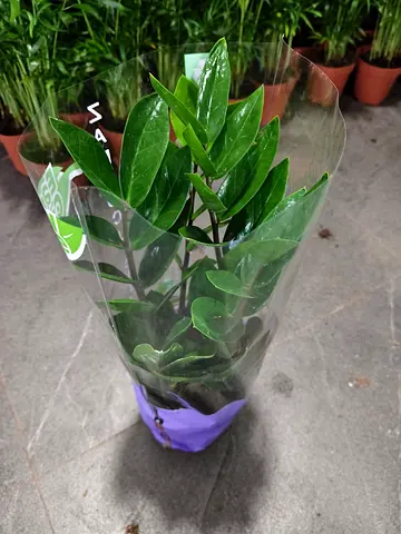 ZZ Plant Holland