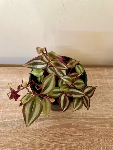 Tradescantia