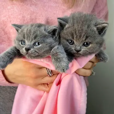 British Shorthair Kittens - 12 Weeks Old - Grey ( Male And Female )