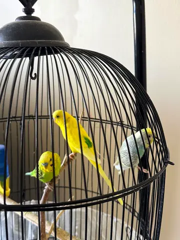 Three Budgies (Parakeets) - Healthy Pet Birds, Ready for New Home