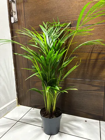 Areca palm plant