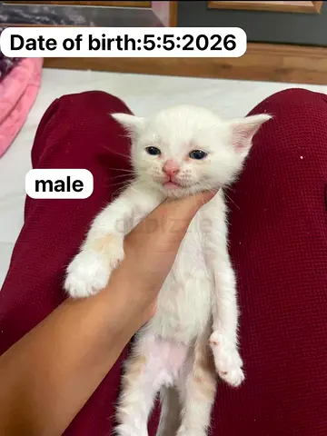 Cat Adoption Post