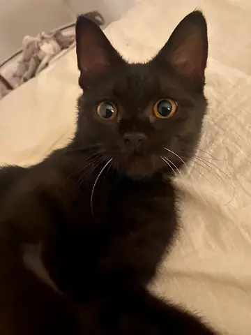 Freddy
