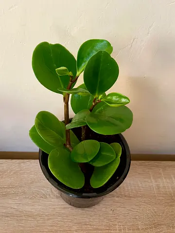 Peperomia