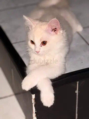 Kitten