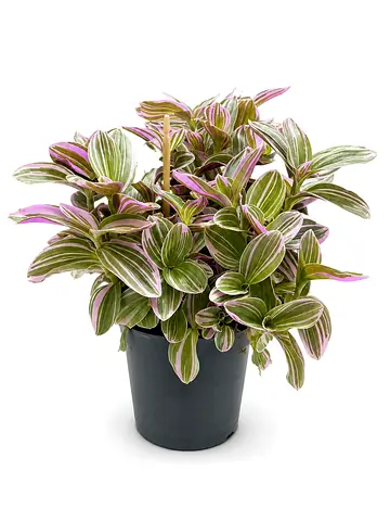 Viva Verda Tradescantia Nanouk | Premium Indoor Plant UAE