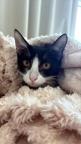 Extremely cute and sweet Polly is looking for home