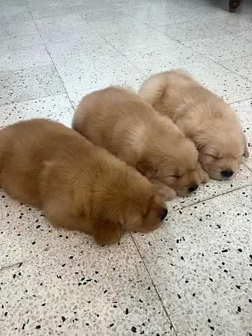 Golden Retriever puppies ready for new homes