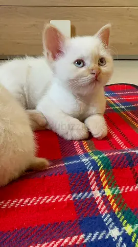 beautifulww himalayan red point kitten 3 years months old vaccinated, dewormed microchipped…