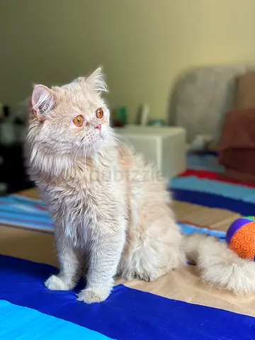 Persian cat for Free