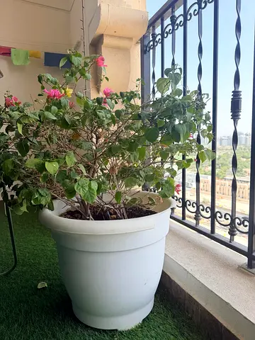 Home plants with white ceramic pots | Very good quality
