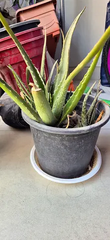 Aloe vera plant in pot - healthy, easy care. Each pot plant costs only 15 aed.