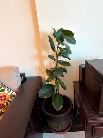 Rubber Plant (Ficus Elastica) in Large Decorative Pot - Good Condition