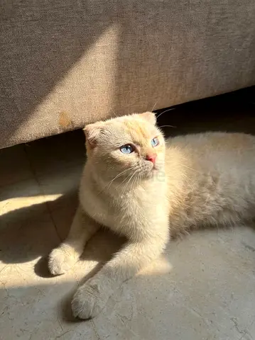 Male scottish fold cat FOR FREE ADOPTION