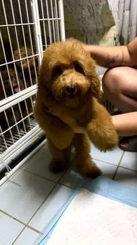 Small Apricot Poodle Puppy — Friendly and Potty Trained is looking for a new home