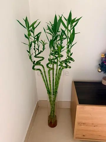 Home plants with white ceramic pots | Very good quality / 14 items
