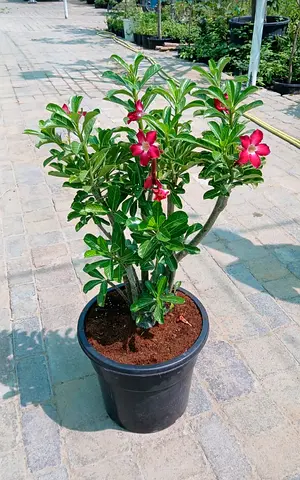 Adenium (Desert Rose) I’m selling plants in doors and outdoor doors home delivery free