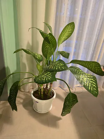 Potted Indoor Dieffenbachia Plant