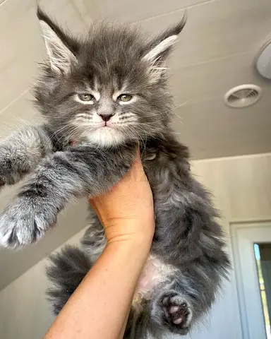 Pure Breed well trained maincoon available
