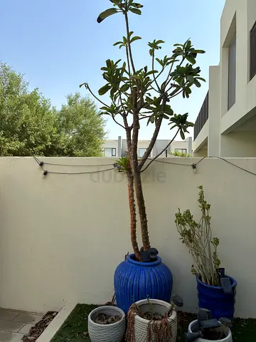 3 x Frangipanis