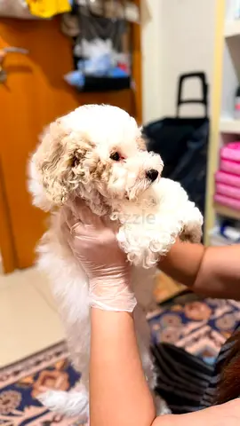 Cute small white fluffy puppy — friendly family pet, ready for new home