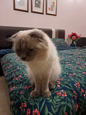 Adorable female scottish fold cat for adoption