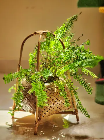 Bamboo Plant Stand with Potted Boston Fern