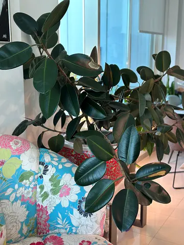 Large Rubber Plant (Ficus elastica) — Healthy Indoor Houseplant