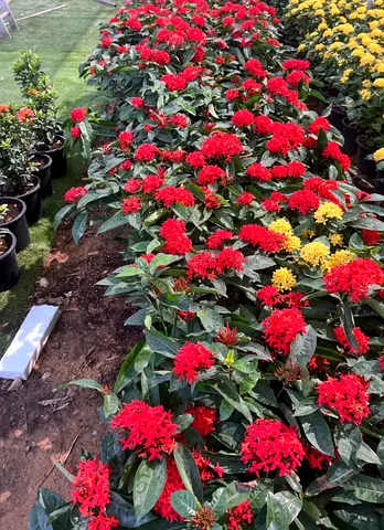 Red Ixora Flowering Plants - I’m selling plants in doors and outdoor doors
