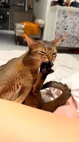 Cat Abisin