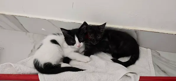 Cute Kittens