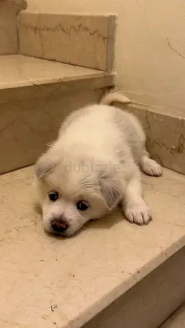 Adorable Husky-Shitzhu