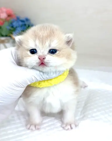 Gold mix white British shorthair