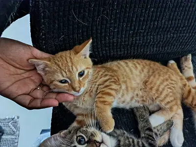 Kitten free adoption