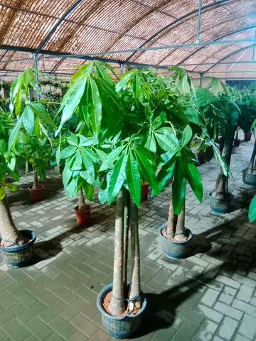 Potted Money Tree (Pachira) - Healthy Indoor Plant