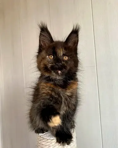 Golden black pure breed maincoon available