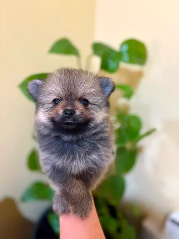 Tiny fluffy Pomeranian puppy — ready for a loving home