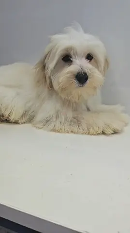 Small white fluffy puppy — friendly, house-trained (needs new home)