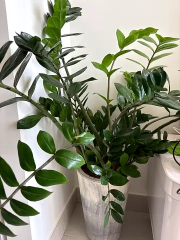 Zz Plant with Pot