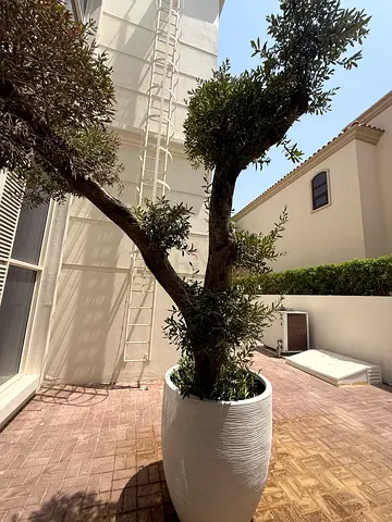 Mature Bonzai Olive Tree Potted