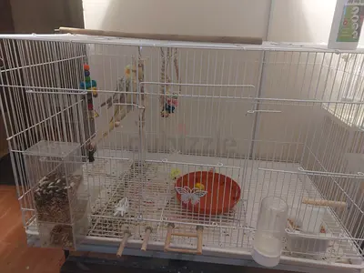 Female pearl cockateil anLarge white bird cage with perches, feeders and accessories - ready to move