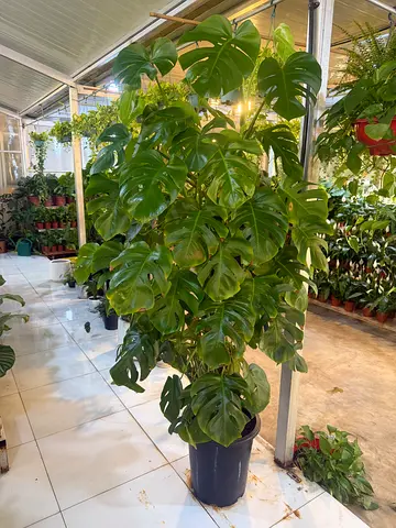 Monstera Big