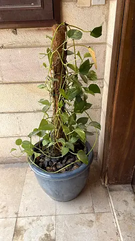 Natural plant